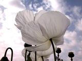 foto de flor de amapola blanca con tama�o de 1024X768